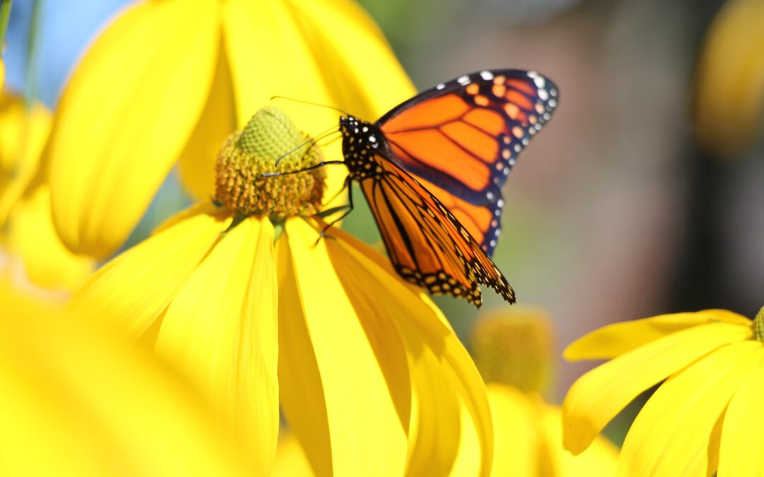 Customer-Centric Curricula